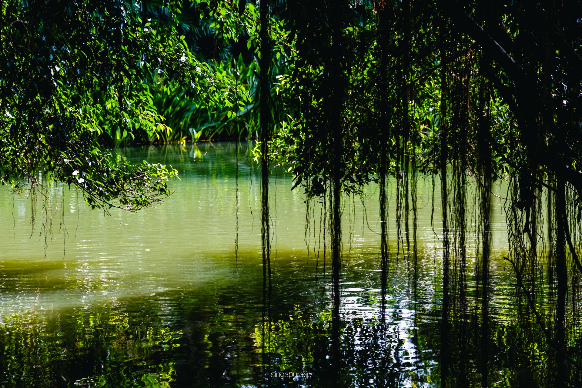 シンガポール植物園 Singapore Botanic Gardens 画像5