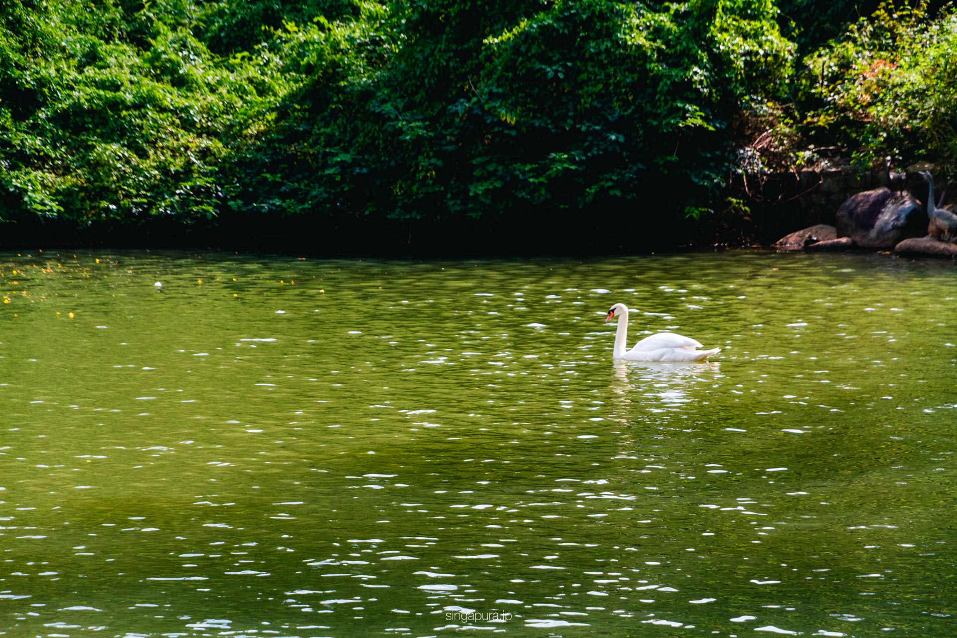 シンガポール植物園 Singapore Botanic Gardens 画像6