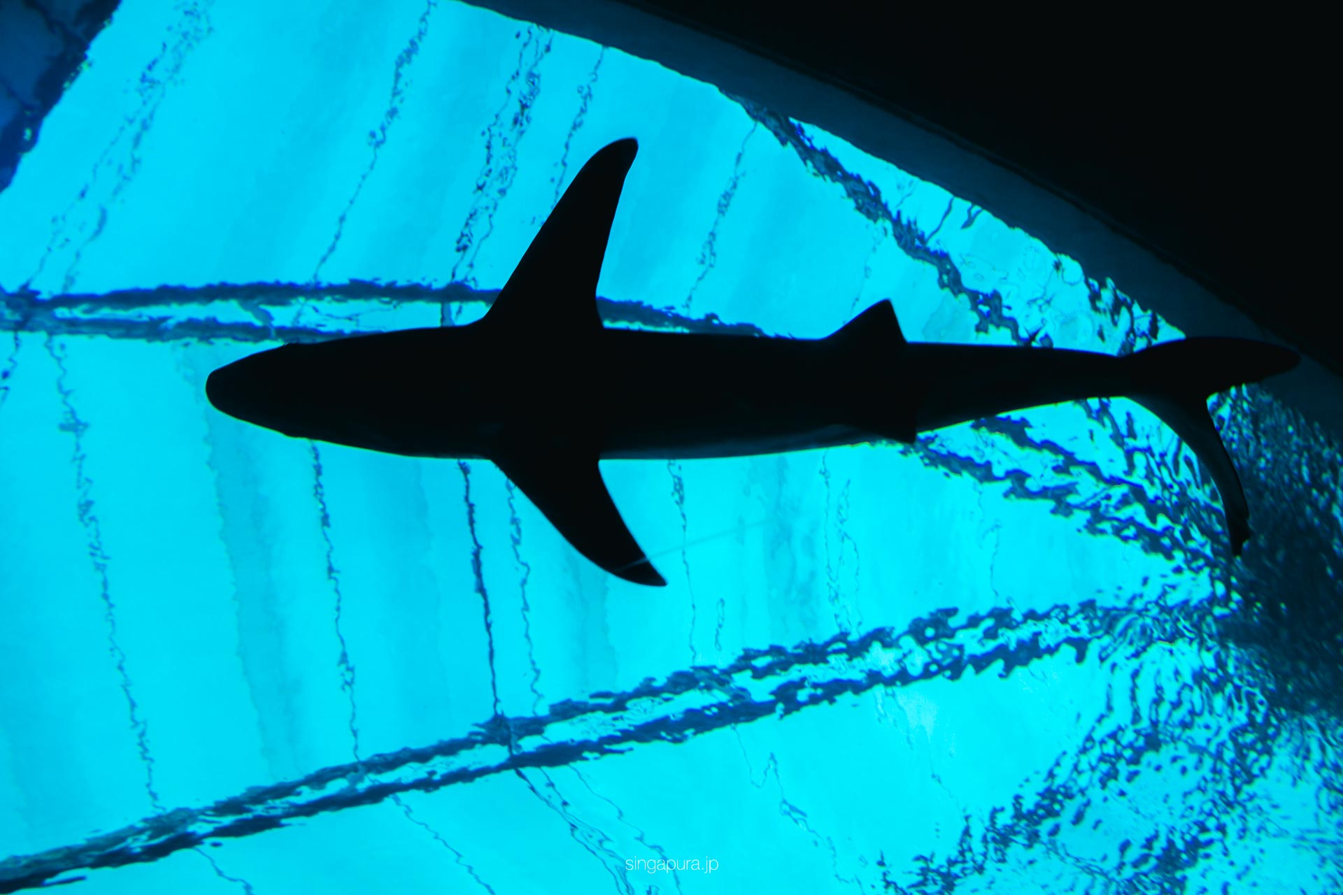 シンガポール・オーシャナリウム Singapore Oceanarium 画像1