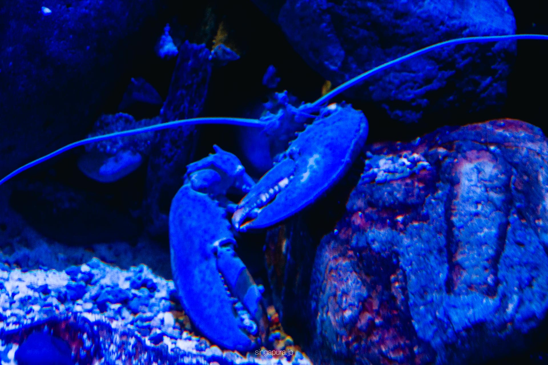 シンガポール・オーシャナリウム Singapore Oceanarium 画像3