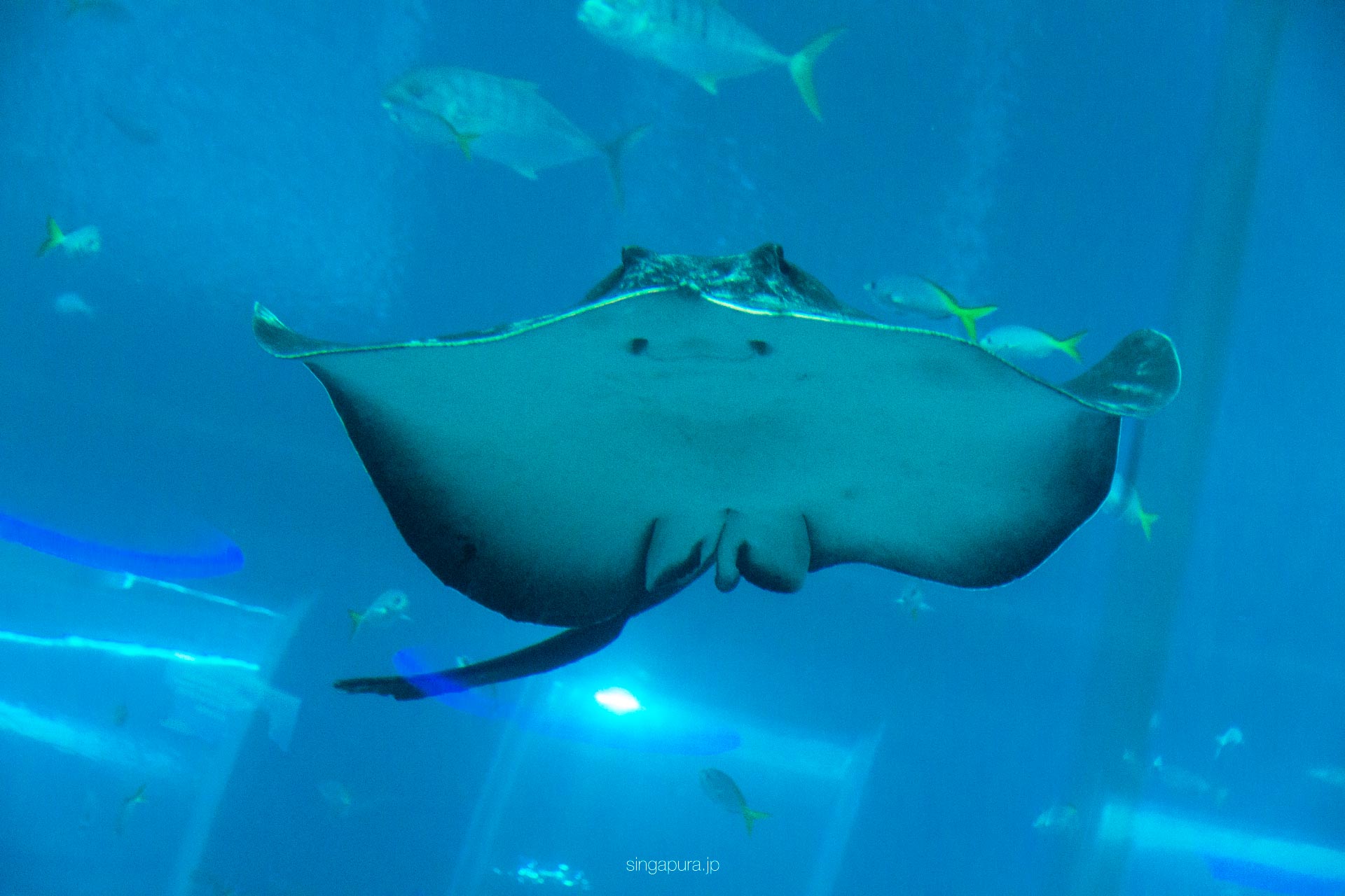シンガポール・オーシャナリウム Singapore Oceanarium 画像4