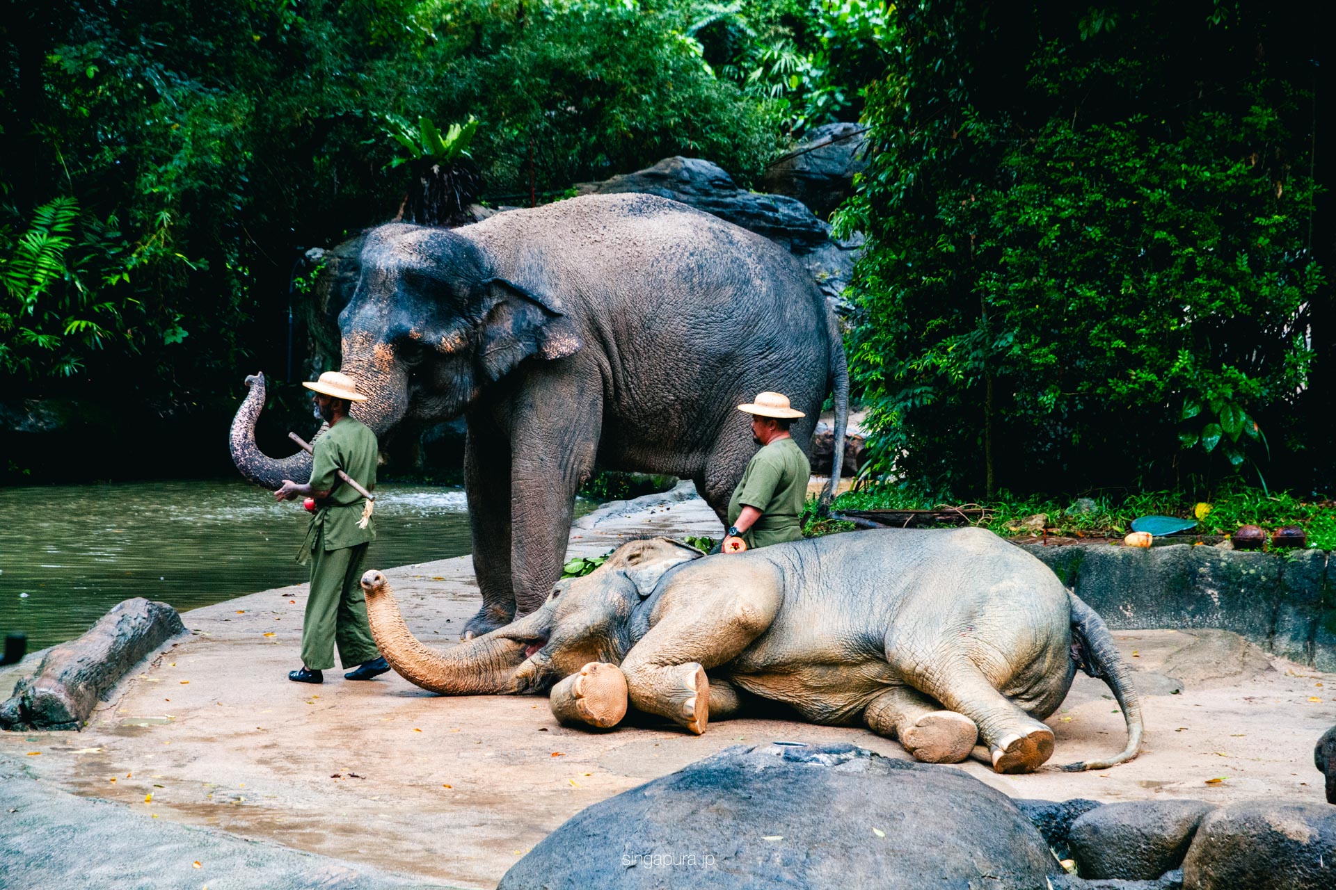 シンガポール動物園 Singapore Zoo 画像1