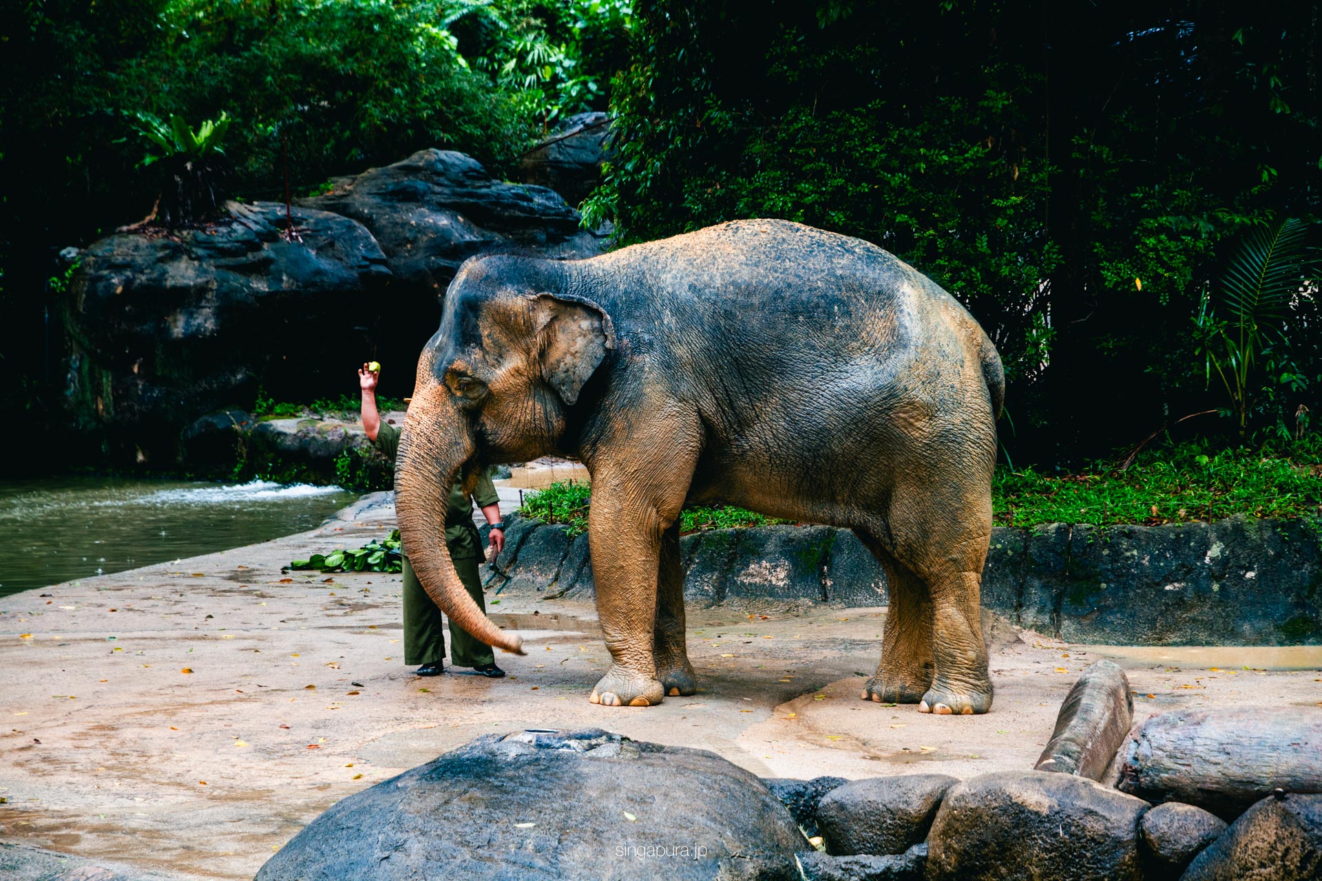 シンガポール動物園 Singapore Zoo 画像3