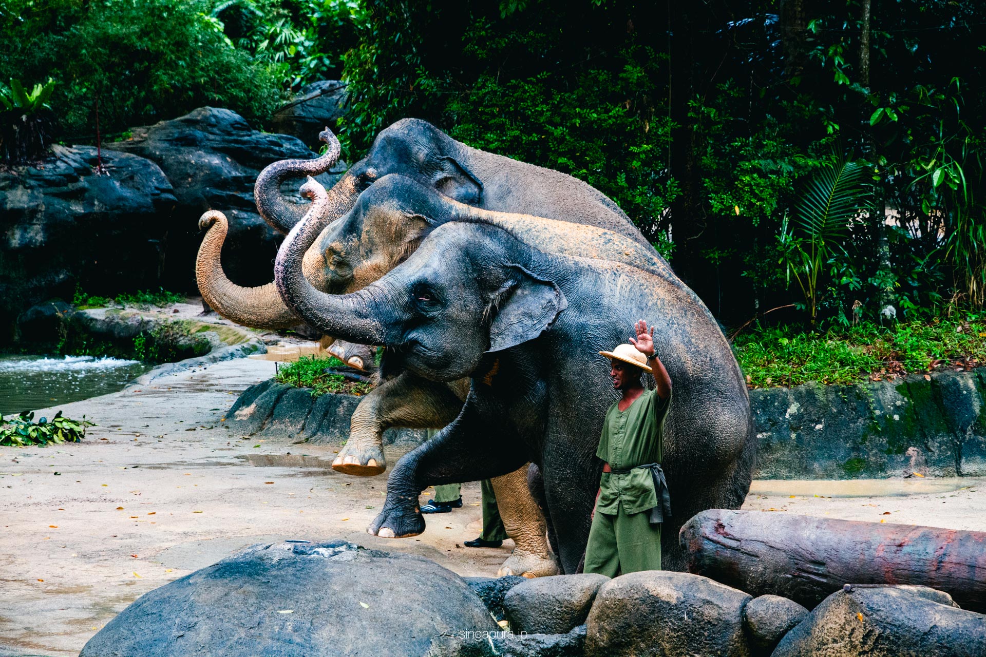 シンガポール動物園 Singapore Zoo 画像4