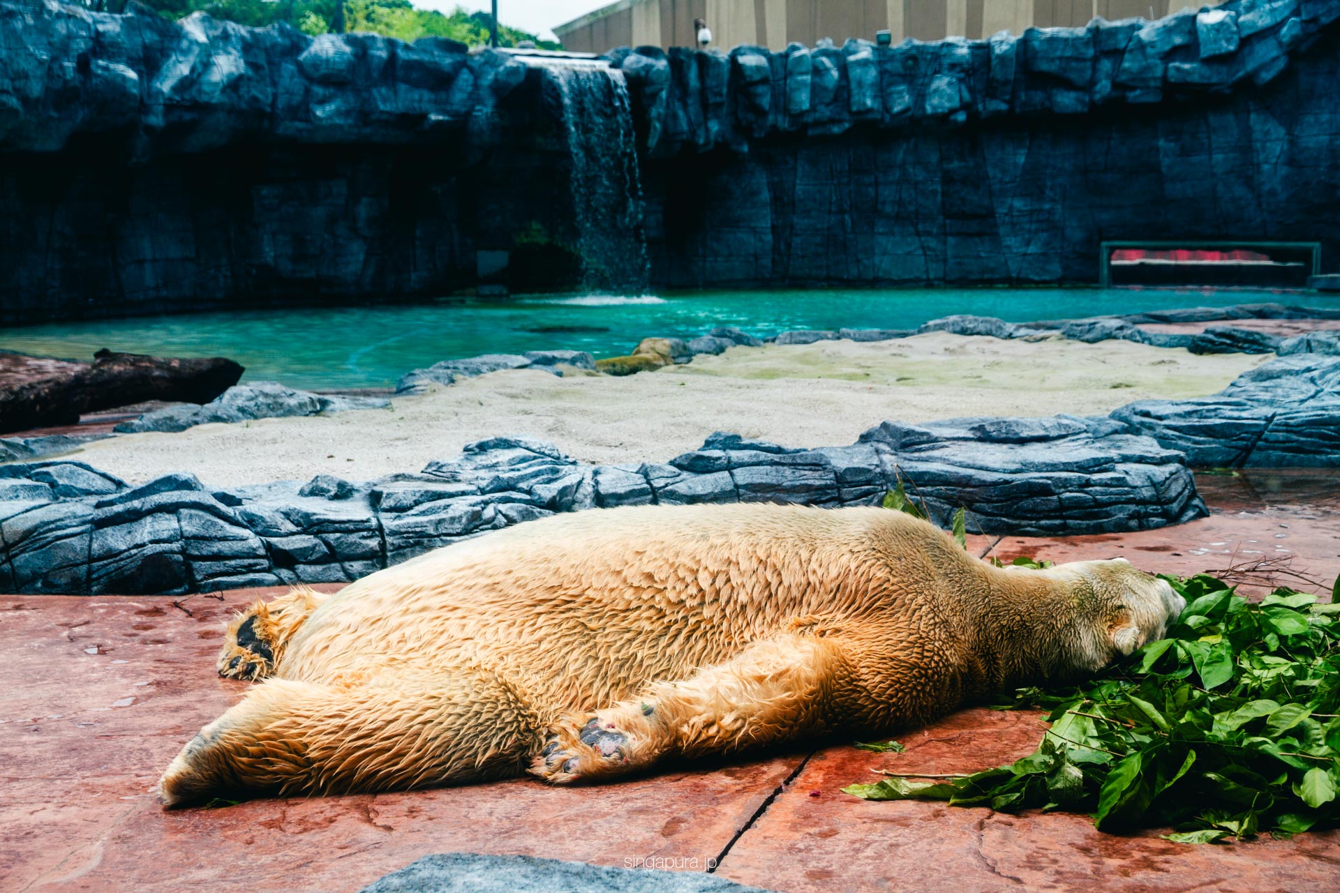 シンガポール動物園 Singapore Zoo 画像7