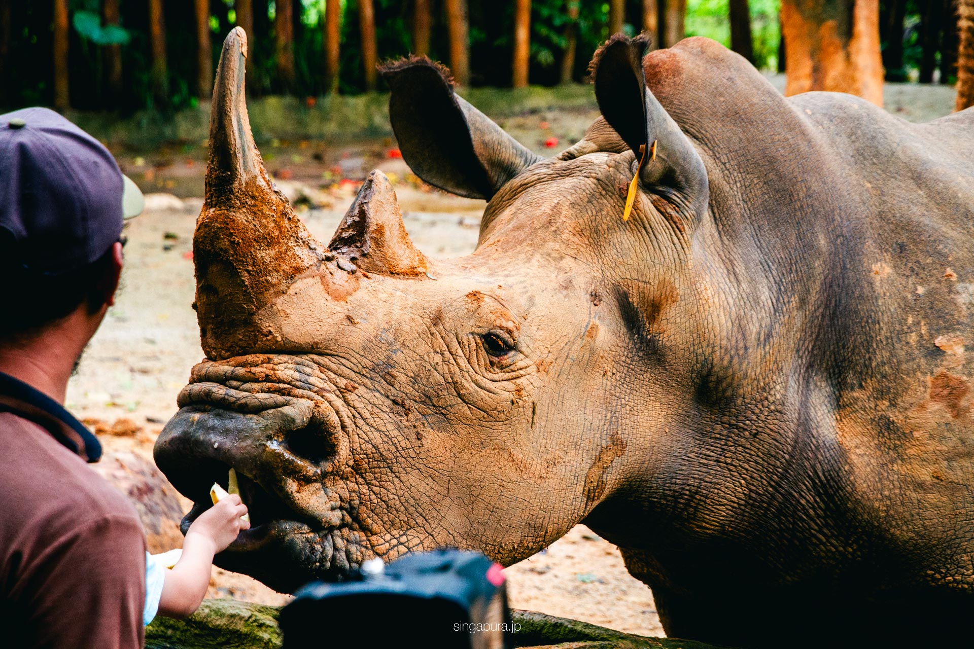 シンガポール動物園 Singapore Zoo 画像8