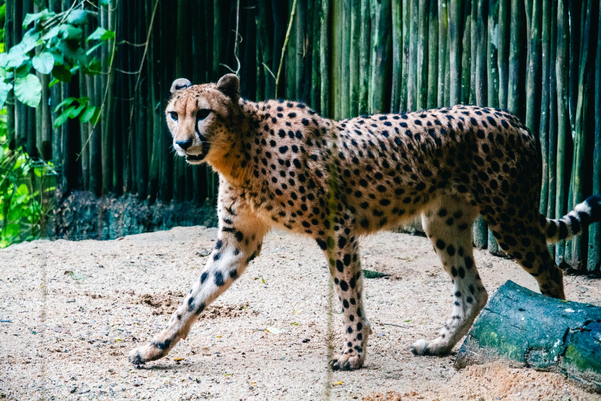 シンガポール動物園 Singapore Zoo 画像9