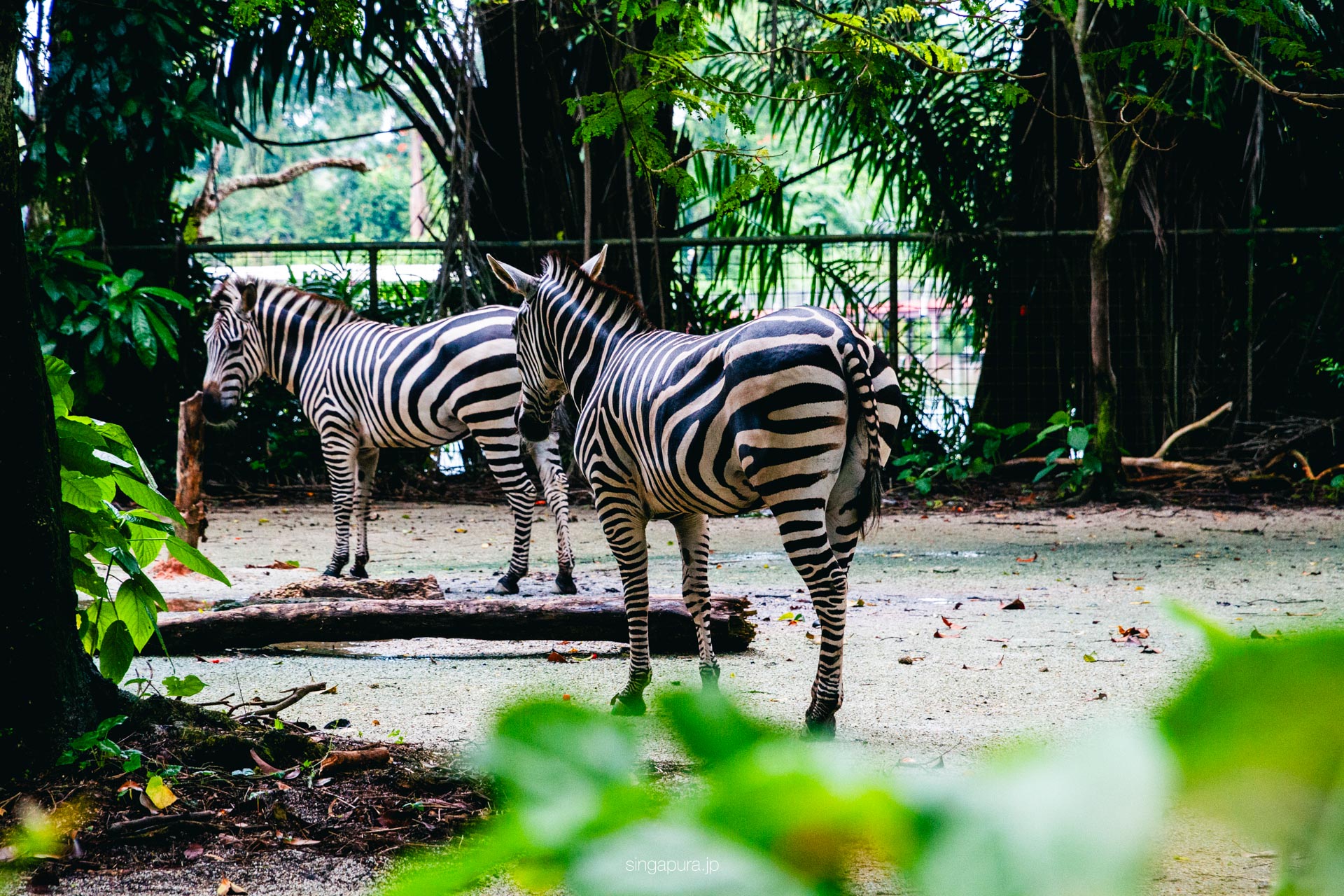 シンガポール動物園 Singapore Zoo 画像10