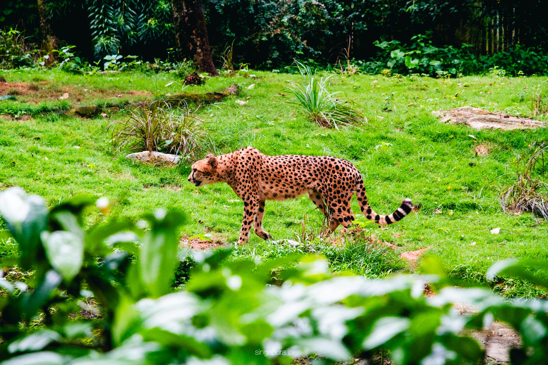 シンガポール動物園 Singapore Zoo 画像11