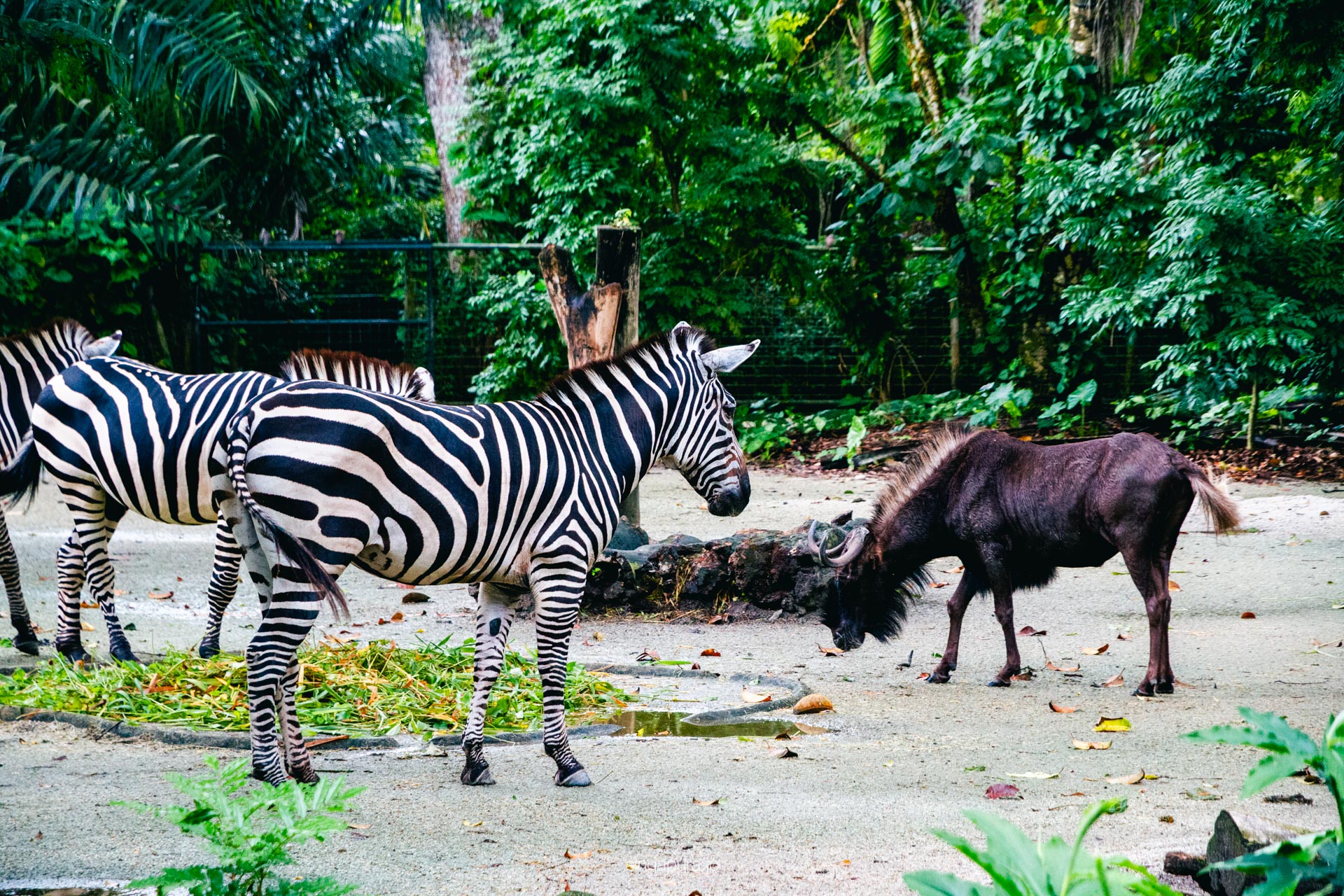 シンガポール動物園 Singapore Zoo 画像12