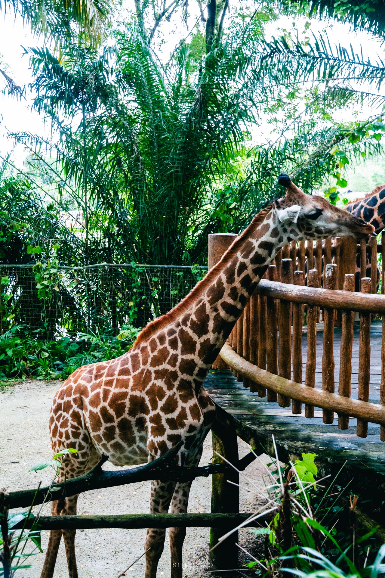 シンガポール動物園 Singapore Zoo 画像13