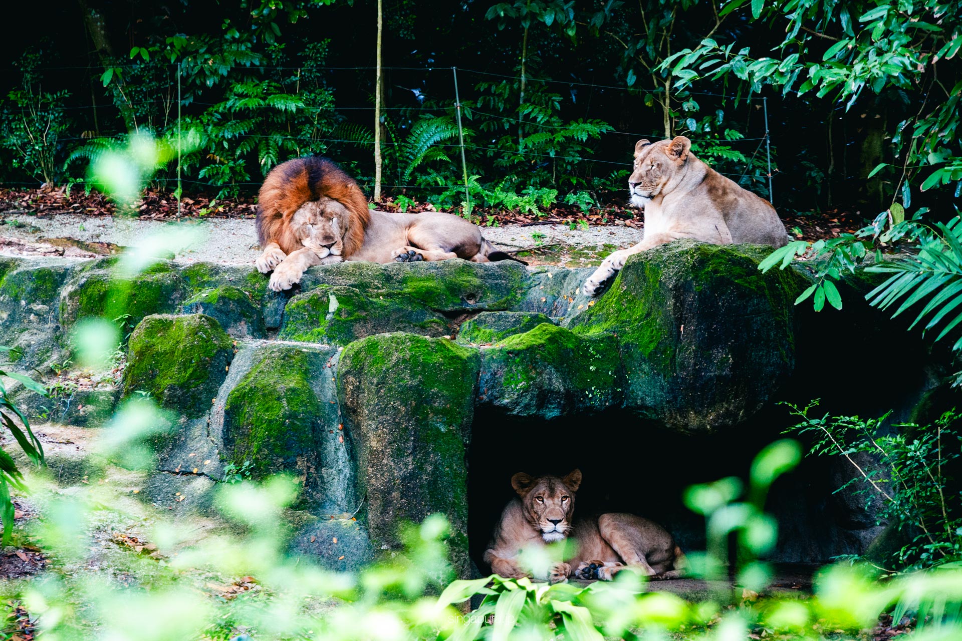 シンガポール動物園 Singapore Zoo 画像14