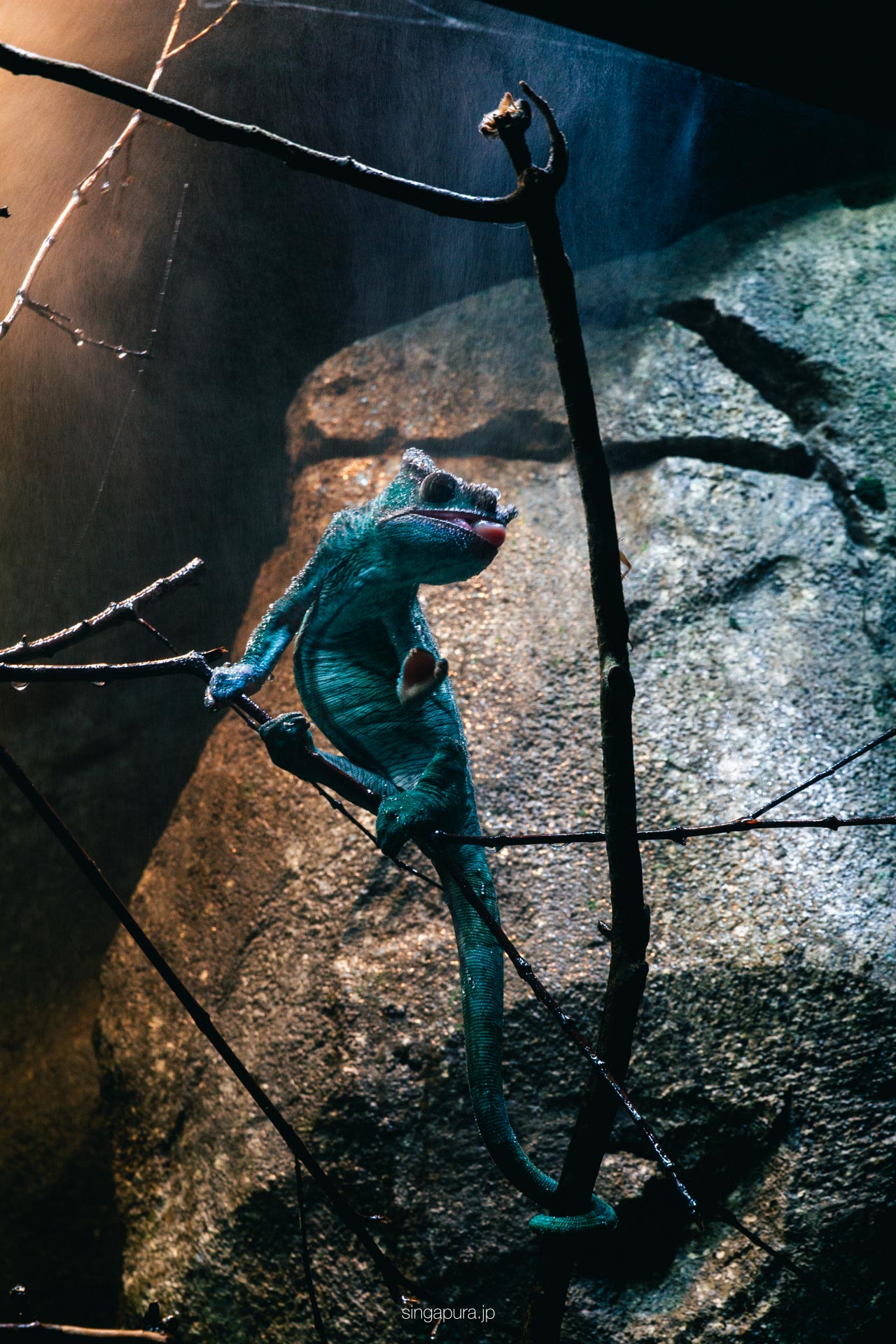 シンガポール動物園 Singapore Zoo 画像15