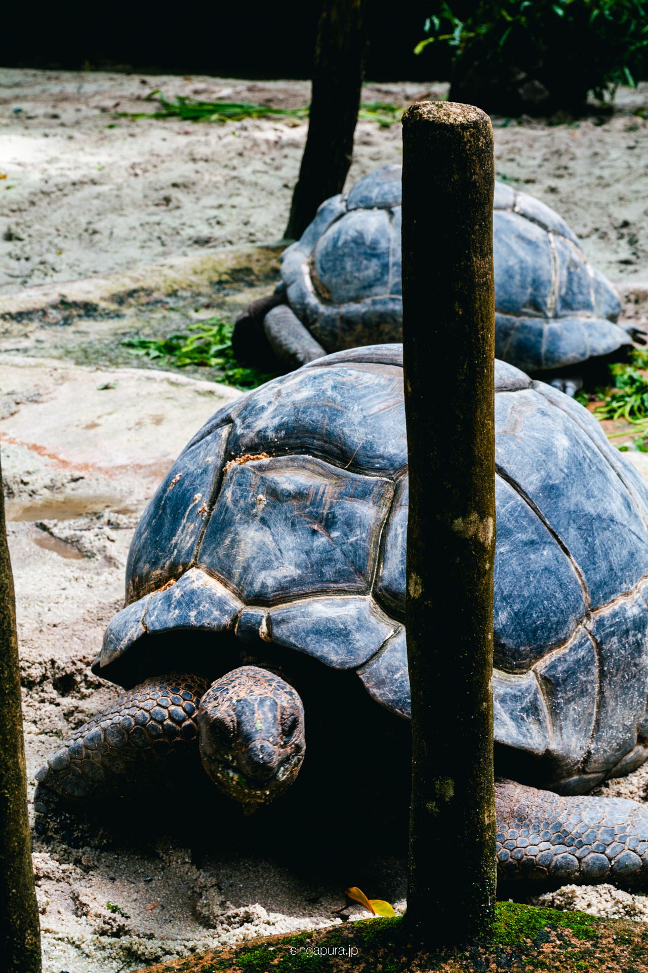 シンガポール動物園 Singapore Zoo 画像16