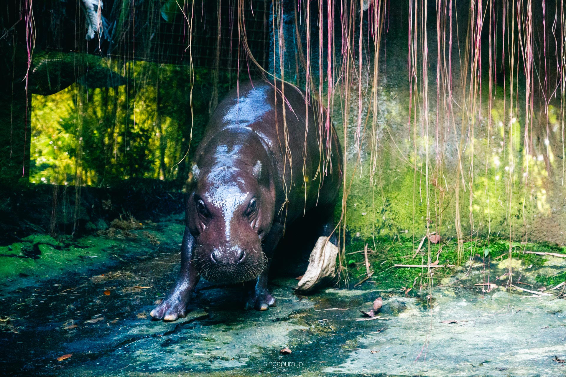 シンガポール動物園 Singapore Zoo 画像17