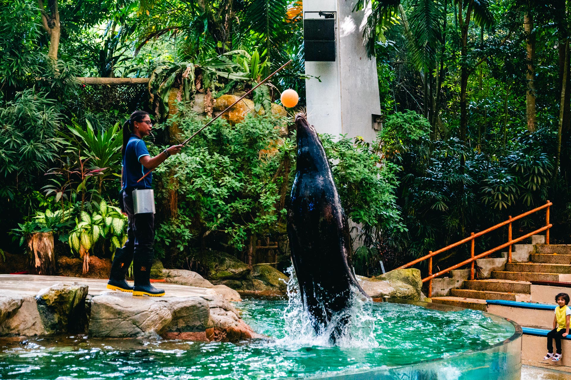シンガポール動物園 Singapore Zoo 画像18