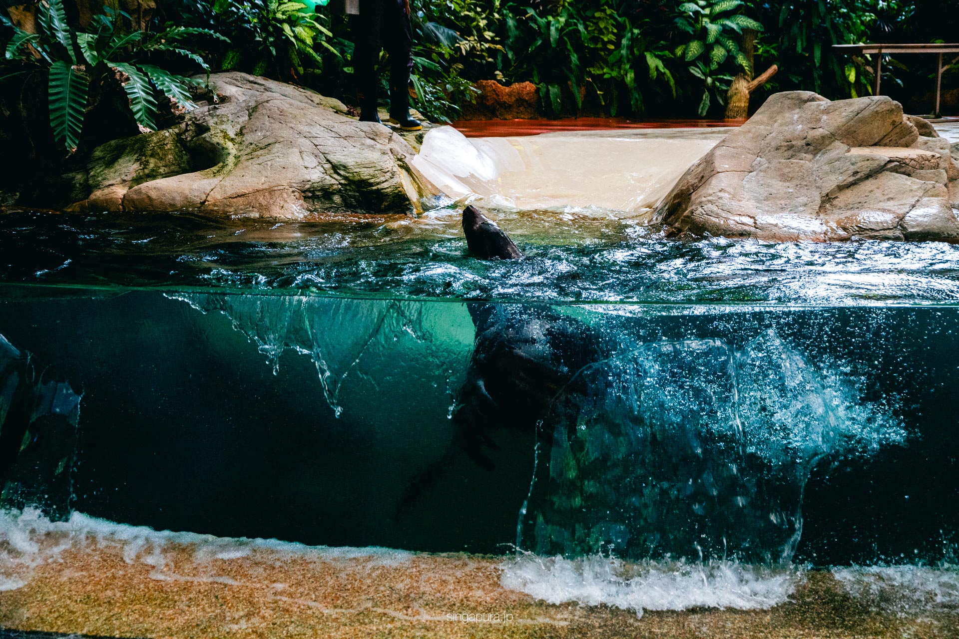 シンガポール動物園 Singapore Zoo 画像19
