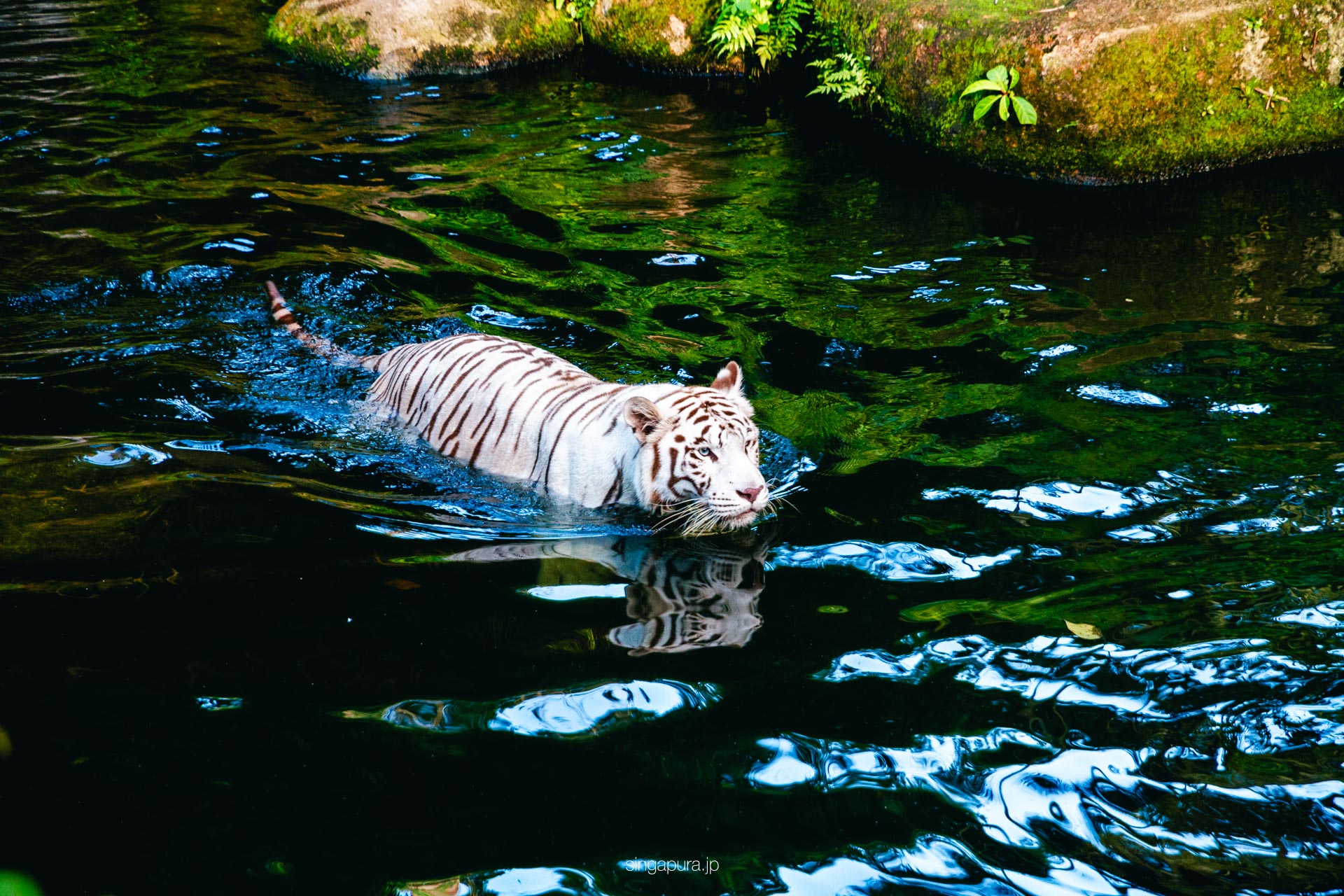 シンガポール動物園 Singapore Zoo 画像20