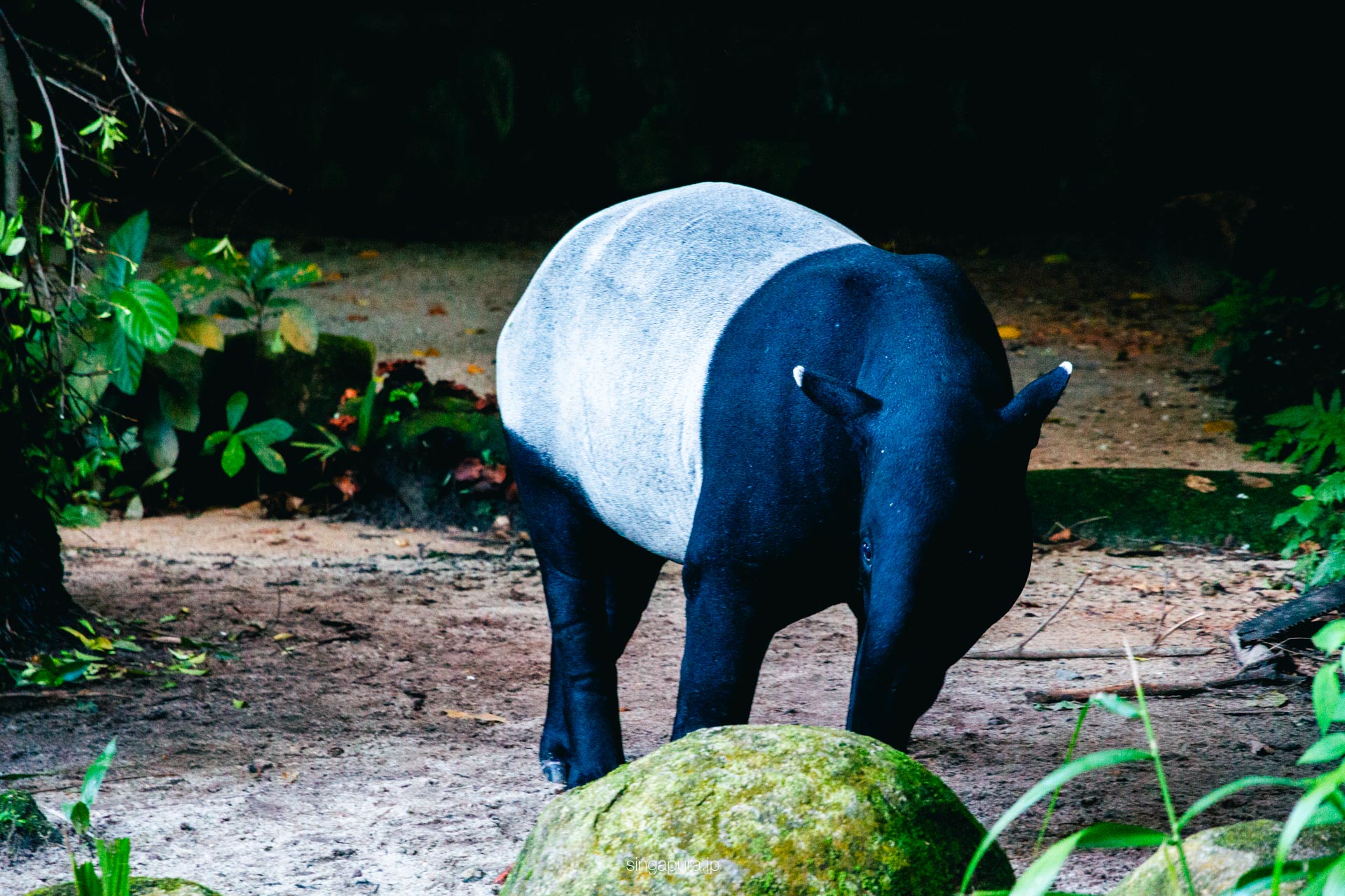 シンガポール動物園 Singapore Zoo 画像21