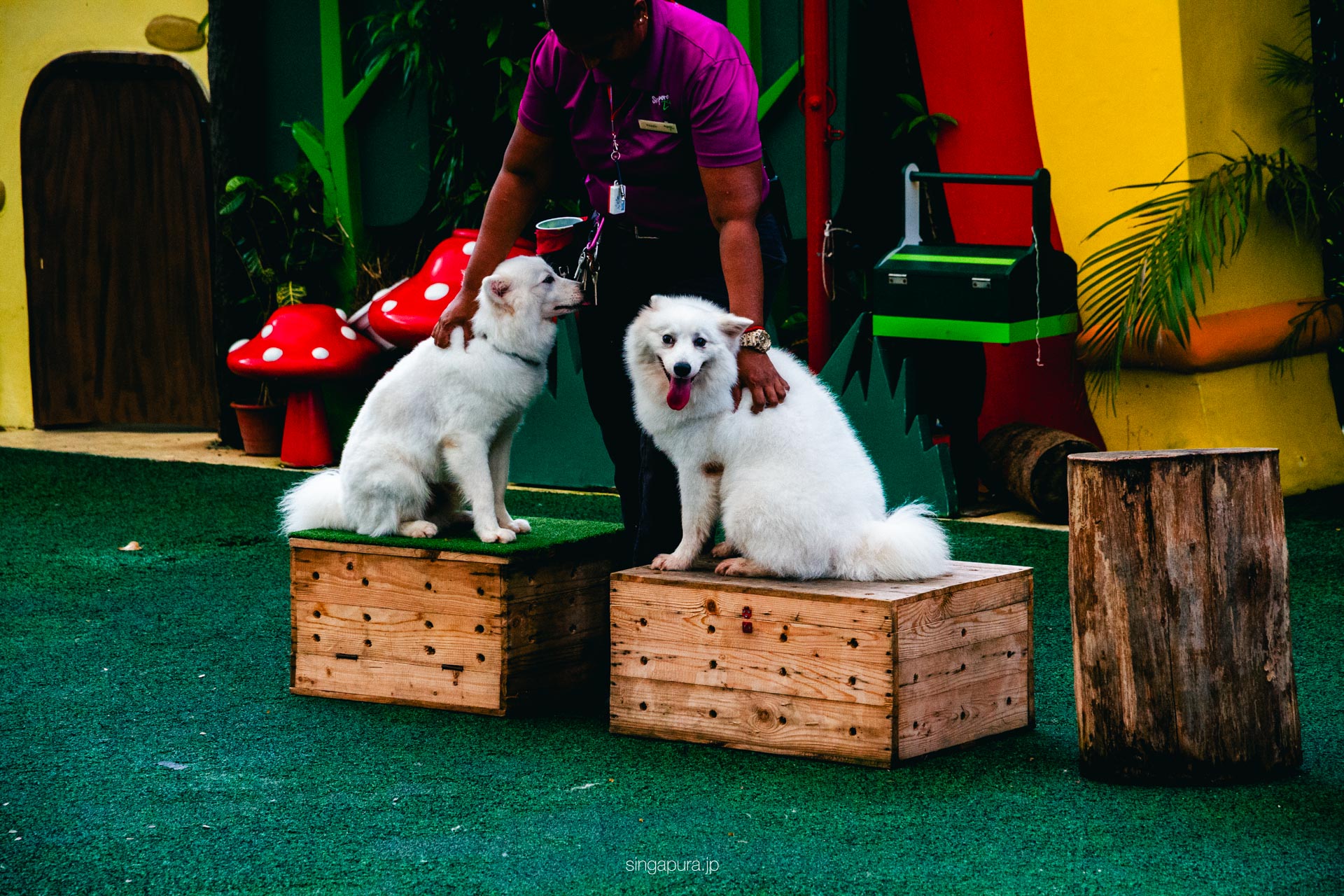 シンガポール動物園 Singapore Zoo 画像23