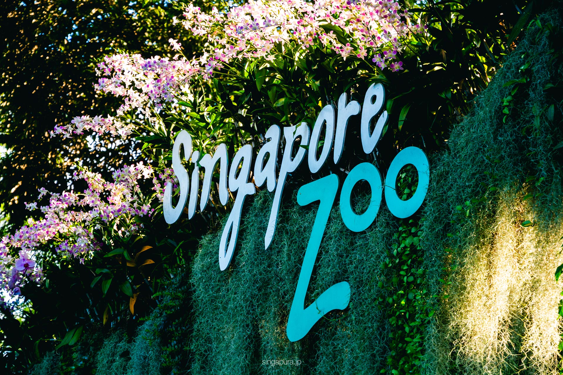 シンガポール動物園 Singapore Zoo 画像25