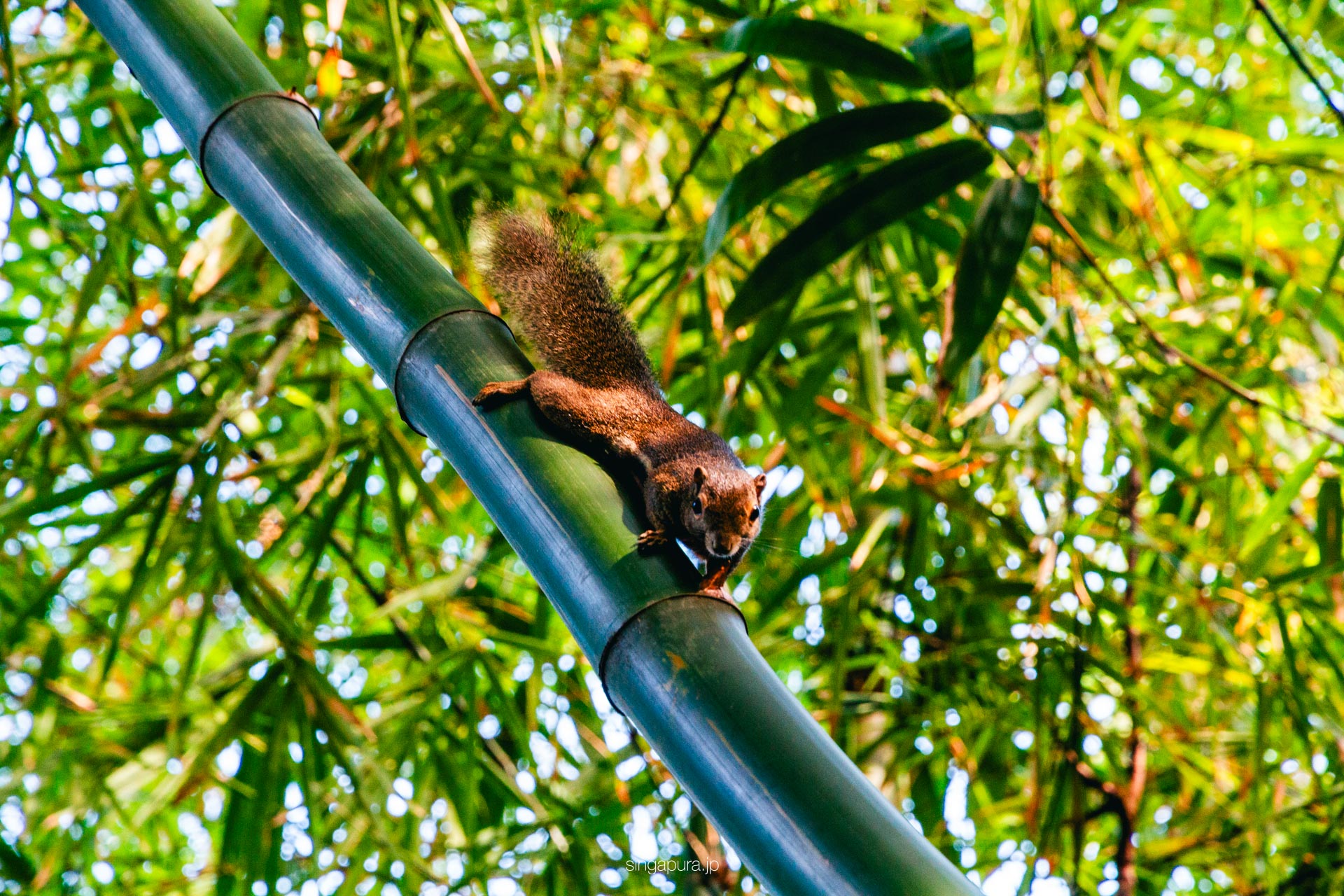 サザン・リッジス Southern Ridges 画像4