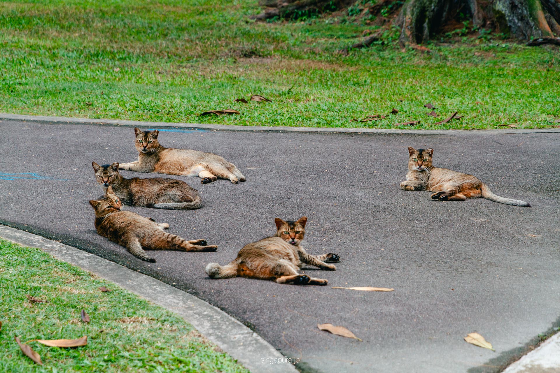 セントジョンズ島 St John Island 画像5