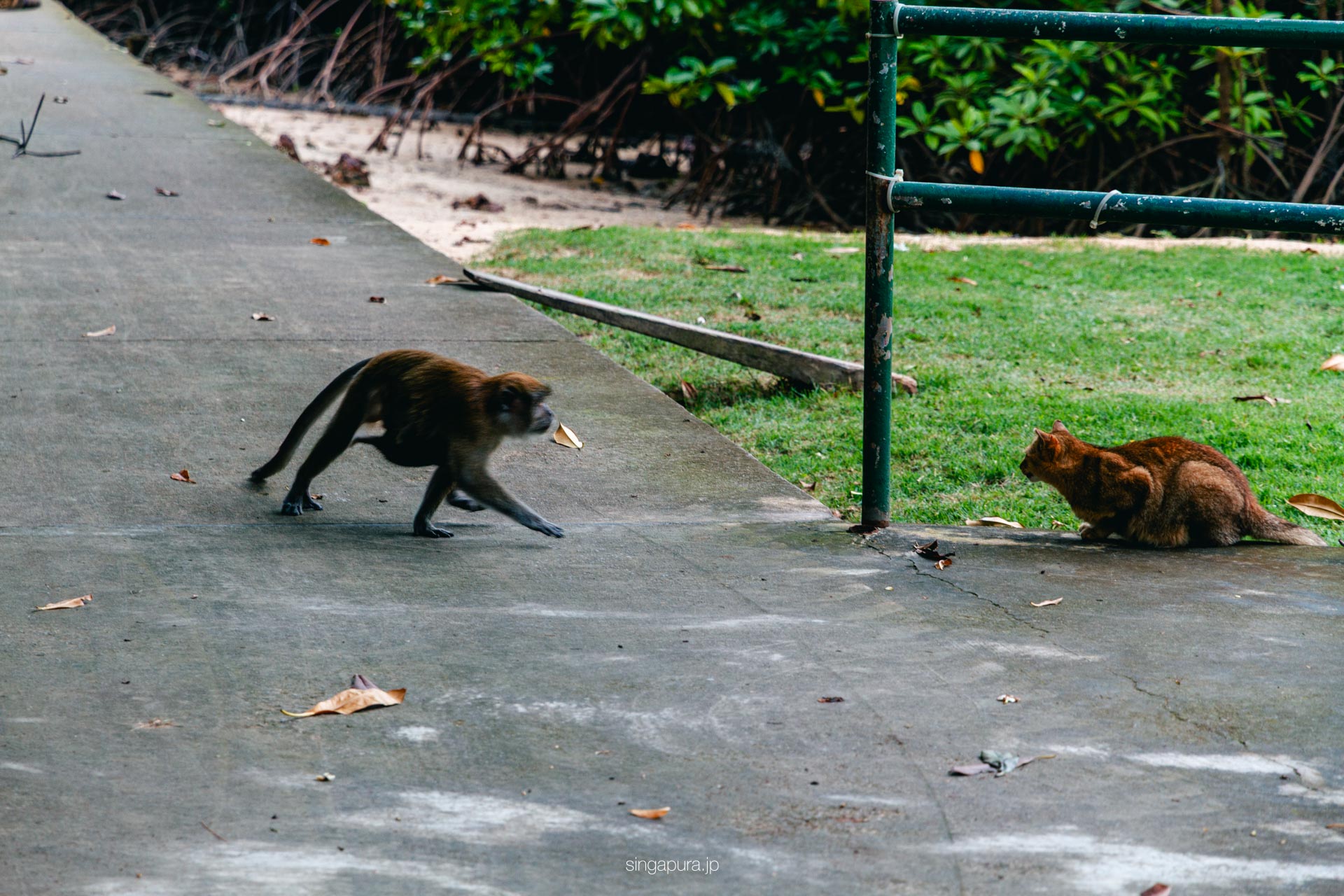 セントジョンズ島 St John Island 画像6