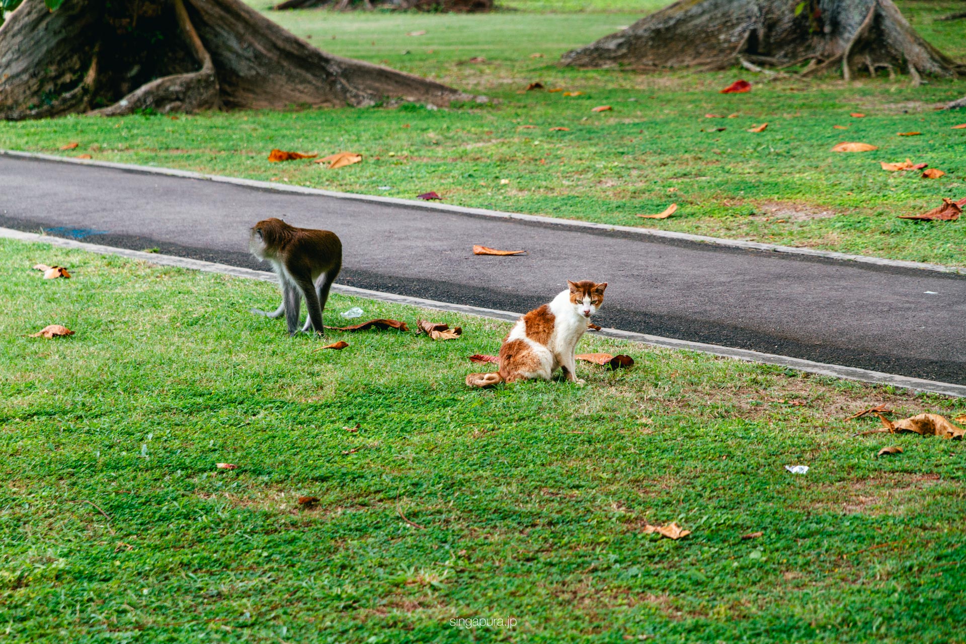 セントジョンズ島 St John Island 画像8