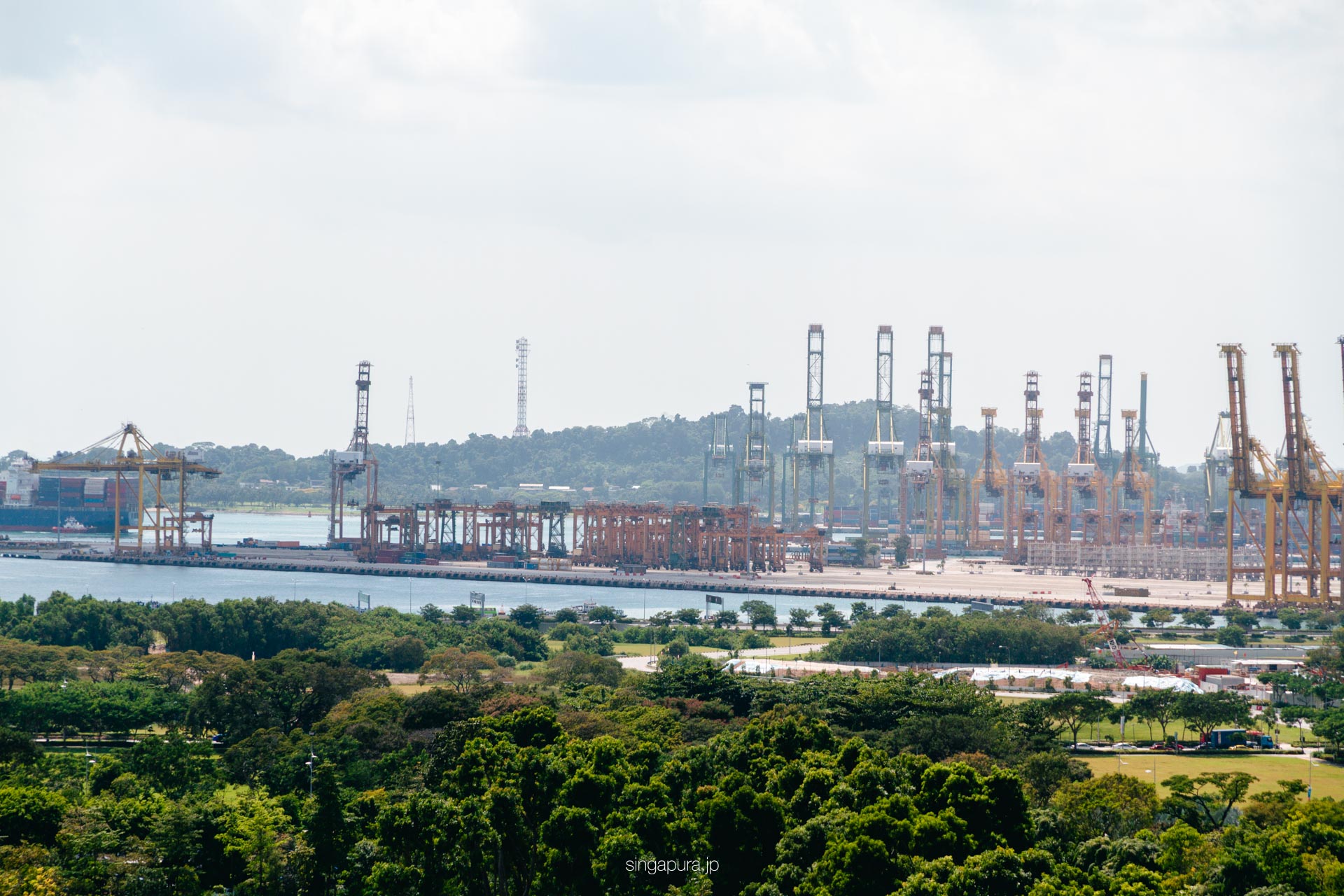 スーパーツリー展望台 Supertree Observatory 画像5